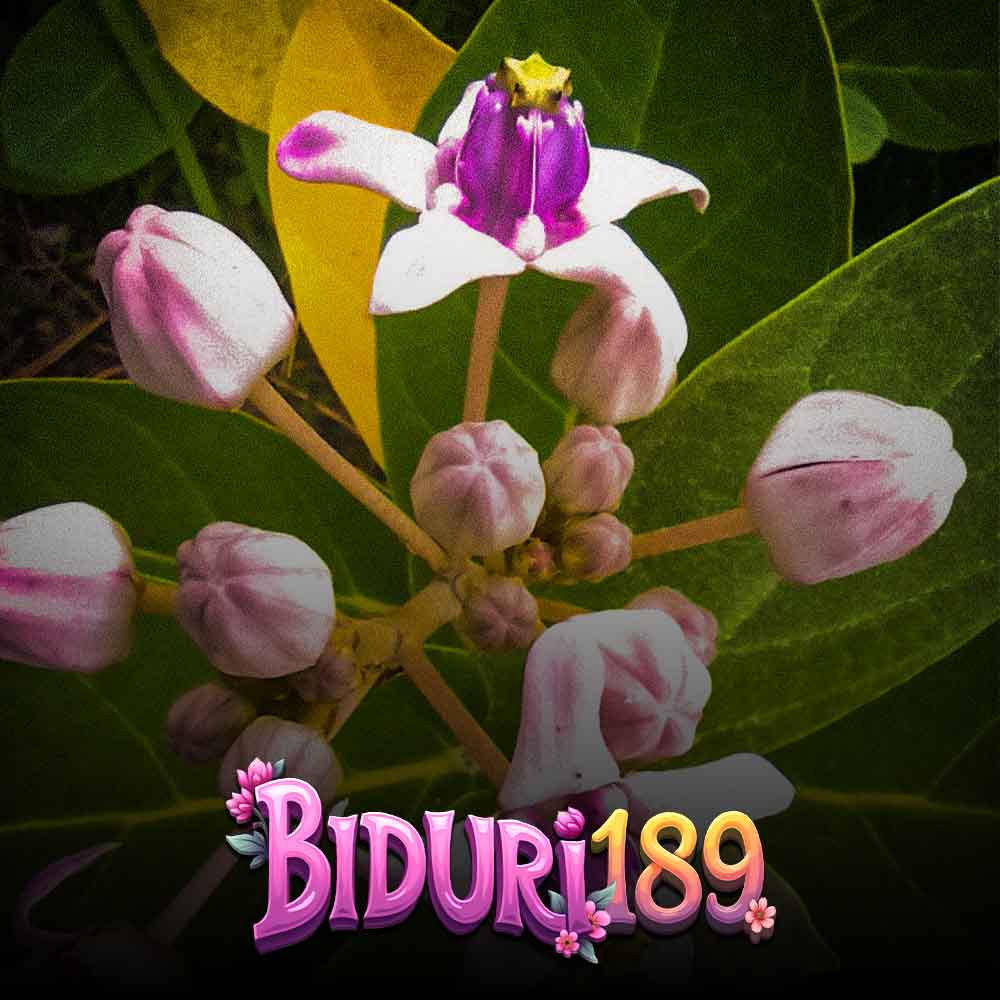 Biduri189